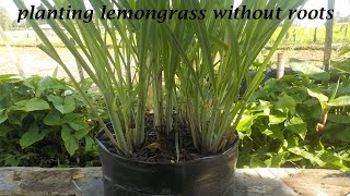 lemograss plants in polybags