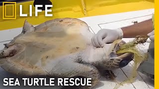 Rescuing sea turtles in danger and returning them to the ocean | Animal rescue compilation