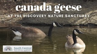 Canada Geese at the Discovery Nature Sanctuary