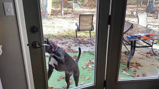 Lakshmi at the door