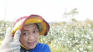 WISATA PETIK APEL DI KEBUN NYA EMAK REMPONG @EMAK REMPONG