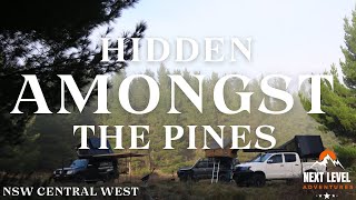 Hidden in The Forest! Secluded Pine Forest Camping in NSW Central West!