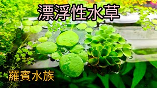 漂浮性水草 功能和美觀超乎你想像