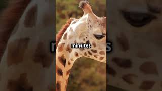 5 Unknown Facts About Giraffes That Will Blow Your Mind!