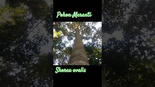 MENGENAL JENIS POHON MERANTI SHOREA ovalis