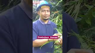 TUMBUHAN BAWAH RESAM Gleicenia dichotoma HUTAN  KALIMANTAN