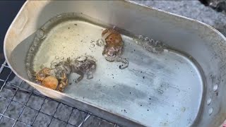 干潟の生き物を捕獲してその場で素揚げ【サバイバル飯】