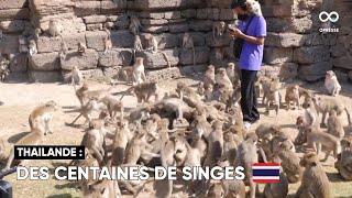 Le festival des singes de Lopburi a pu reprendre cette année