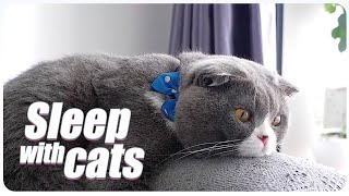 Music for Cats | Soothing Music, Sleep Music, Anxiety Relief | Cat Corn - Ep2