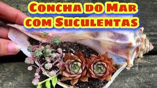 Concha do Mar com Suculentas # Incrível