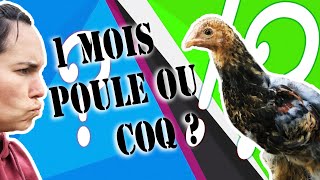 sexage poussins brahmas par le plumage