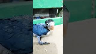 hand feeding #bird #lovebird