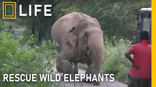 The emotional journey of rescuing wild elephants from harm | Animal rescue compilation