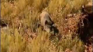 Охота в Испании на кабана, Wild boar hunting in Spain