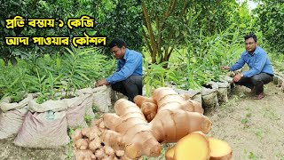 বস্তায় আদা চাষ। প্রতি বস্তায় ১ কেজি ফলন পাওয়ার টেকনিক।