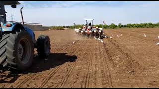 Semi de Mais ensilage