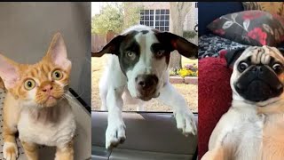 funny cats 🐈 and dogs 🐕🤣😂😅❤️