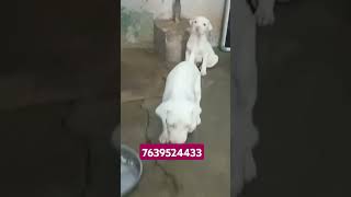 Rajapalayam dog show quality available location Rajapalayam ☎️ 7639524433