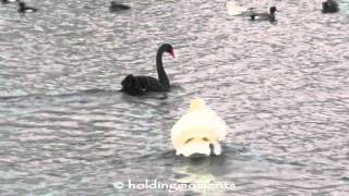 Black Swan Goosander and Lesser Redpoll