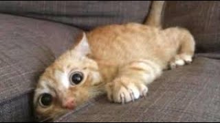 Funny Cat and Kitten Video Compilation - Part 1