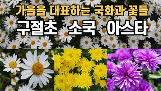 가을을 대표하는 국화과 꽃들