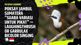 Poksay Jambul Sumatera "Suara Variasi untuk Pikat" ~ Laughingthrush or Garrulax Bicolor Singing 🦅🇮🇩