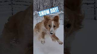 🐾❄️BEST. DAY. EVER!❄️🐾 #snowdog #snowday #zoomies #dogmom #snow #happydog #collie #doglover #aussie