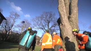 Toronto Urban Canopy Preservation - Caring for a 100-Year-Old Silver Maple | Cohen & Master