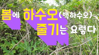 봄에 하수오(백하수오)는 요렇게 생겼다. 하수오 산행, 백하수오 모양