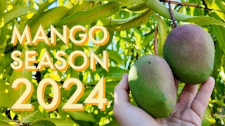 Mango season 2024