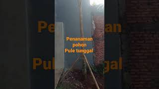 Pohon pule tunggal putih