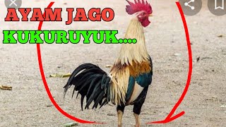 SUARA AYAM JAGO BERKOKOK DI PAGI HARI