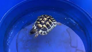 More exciting tortoise swimming