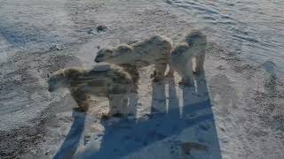 Polar bear family (mother with cubs). Canada. Churchill. Manitoba.