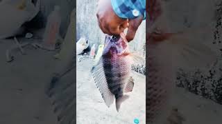 बिग साईज फिस हुंटिग big size fish hunting #fishing #hunting #fish #trending #jk #viralashort