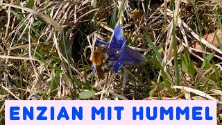 Enzian mit Hummel