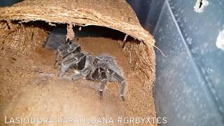 Gorby Exotics - Tarantula Group Feeding Video 098