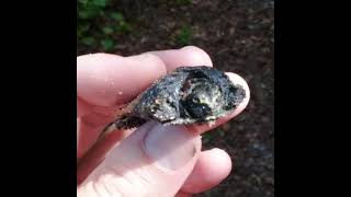 Baby Soft-Shelled Turtle