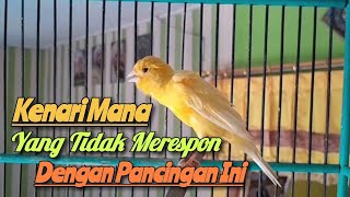 Masteran Kenari Super Gacor 2023 Untuk Pancingan kenari malas bunyi dan macet bunyi