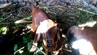 Anak Kambing Saya I Macam Anak Kambing