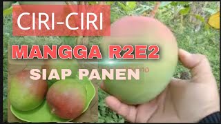 Ciri Mangga R2E2 Siap Panen