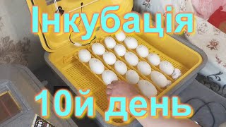 Інкубація ГУСЯЧОГО Яйця. 10й день. Овоскоп