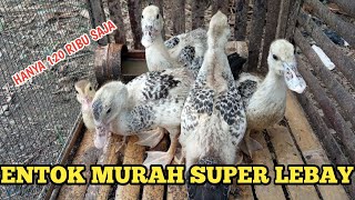 TIPS DAPAT ENTOK DENGAN HARGA SUPER MURAH