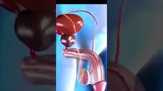 Human Reproduction System 3D Animation video #Shorts