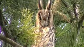 Hibou moyen-duc ( Asio otus )