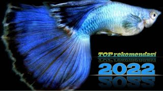 Ikan Guppy Termahal 2022 || Ikan Guppy Electric Blue, Albino King, Moscow series, atau Guppy Koi ?