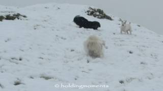 Fun in the snow