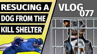 I Rescued a Dog From a Kill Shelter in the USA | VLOG 077