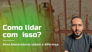 Latidos excessivos até onde é normal latir, adestradores tem que saber isso