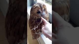 The bird that spin his head 360 #owl #birds #animals #pets #cute #viralvideo #viral #automobile